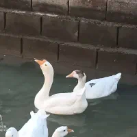 قو ، غاز ، مرغ ، تخم ، خوراک|حیوانات مزرعه|آبادان, |دیوار