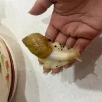 حلزون آلبینو