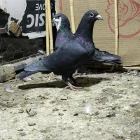 سه عدد نر زاغ کرمانی ریش و سرخ