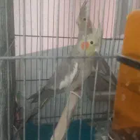 عروس هلندی|پرنده|قم, شاه احمد قاسم|دیوار