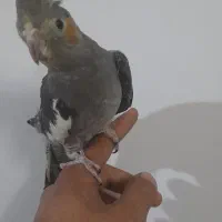 جوجه عروس هلندی