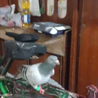 سبز دوخط|پرنده|خرمشهر, |دیوار