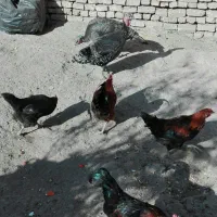 بوقلمون و خروس