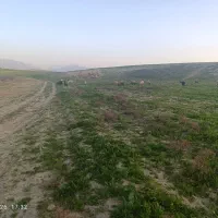 دوتا بره چاق مال پارساله