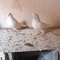 کبوتر قره دومدیح|پرنده|آذرشهر, |دیوار