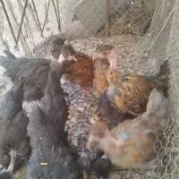 جوجه گردن لخت|حیوانات مزرعه|کرمان, |دیوار