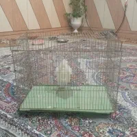 سالم به شرط نونو|لوازم جانبی حیوانات|لیکک, |دیوار