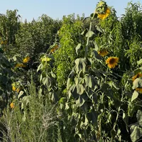 فروش باغ ۱۰۰۰ متری سنددار|فروش زمین و ملک کلنگی|اصفهان, خوراسگان|دیوار