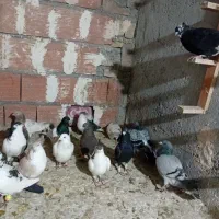 یک چخ کفتر شیروان|پرنده|مشهد, کوشش|دیوار