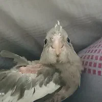 جوجه عروس هلندی