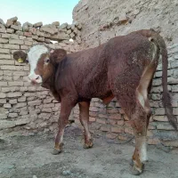 گوساله سیمینتال قرمز