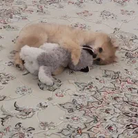 پامر روباهی(نر)|سگ|سنندج, |دیوار