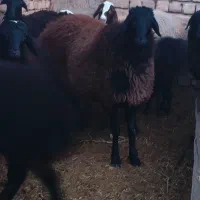 بره قوچ ده ماهه