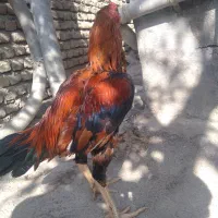خروس لاری|حیوانات مزرعه|بندر ترکمن, |دیوار