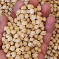 نخود بزری   منصور