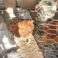 مرغ محلی و برهما و اردک تخمگذار|حیوانات مزرعه|آبیک, |دیوار