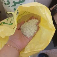 برنج نیمدانه دونه کامل عنبربو اصل شوشتر
