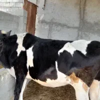 سلام فروش گاو نزاد خوب در عکس مشخص هست قیمت توافقی