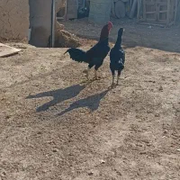 مرغ و خروس لاری|حیوانات مزرعه|میلاجرد, |دیوار