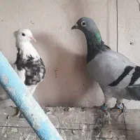 کبوتر|پرنده|شیراز, بید زرد|دیوار
