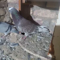 کبوتر شازده سرخ دورنگ چشم ضمانت هوا|پرنده|زابل, |دیوار