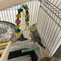 عروس هلندی وایت فیس و گل باقالی نر|پرنده|تهران, جیحون|دیوار