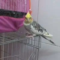 عروس هلندی جفت