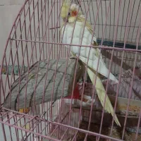 ماده یکساله به‌شرط  جوجه پنج تخم