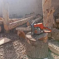 برش درخت خرید چوب قطع درخت