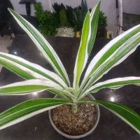 سوسن عنکبوتی یا اشک ملکه ابلق|گل و گیاه طبیعی|اصفهان, فیض|دیوار