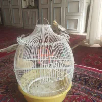عروس هلندی با قفس|پرنده|مشهد, ابوذر|دیوار