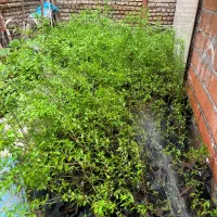 نهال انار شیرین گُل ساوه