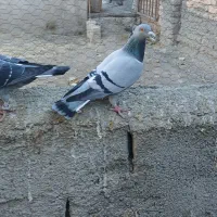 دوجفت کبوترالمانی|پرنده|نیمبلوک, |دیوار