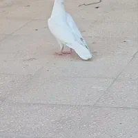 کفتر
