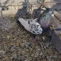 کبوتر سینه نر|پرنده|طبس, |دیوار
