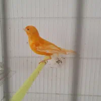 سه تا دونر یه ماده قنار سرخ ابلغ|پرنده|تربتحیدریه, پائین ولایت|دیوار