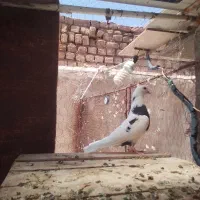 کبوتر