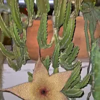 ساکولنت