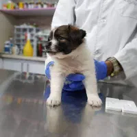 منشی خانم جهت کلینیک دامپزشکی