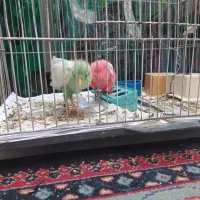 جوجه|پرنده|نیشابور, شهرک ولیعصر|دیوار