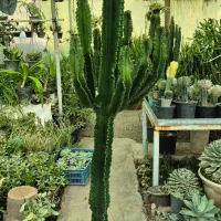 کاکتوس بزرگ|گل و گیاه طبیعی|تهران, شهرک چیتگر|دیوار