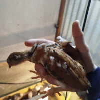 یک ماهه جوجه