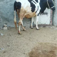 گاو گوساله