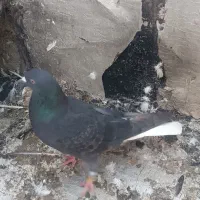 یک زاغ دم‌سفید پاک نر و ساده سیاه|پرنده|گالیکش, |دیوار