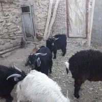 بزغاله چاق محلی|حیوانات مزرعه|مود, |دیوار