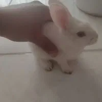 خرگوش سفید|موش و خرگوش|ایلام, |دیوار