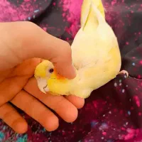 عروس هلندی نر۴ماه دستی تقریبا سخنگو