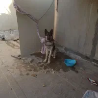 سگ گرگی|سگ|قم, علی آباد سعدگان|دیوار