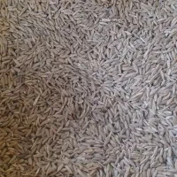 جو محلی درجه 1 منی 200 مقطوع