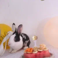 واگذاری رایگان خرگوش